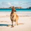 Wann man in Port Hedland baden sollte: monatliche Meerestemperatur