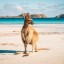 See- und Strandwetter in Australien